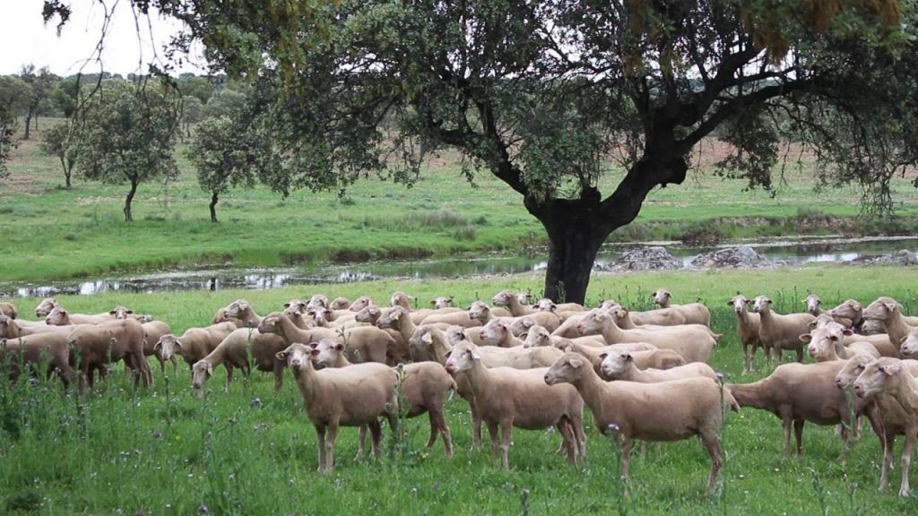 ovejas