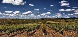 vinedos