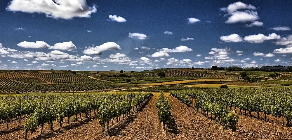 vinedos