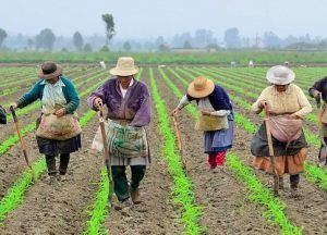 Mujer rural