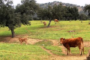ganaderia campo