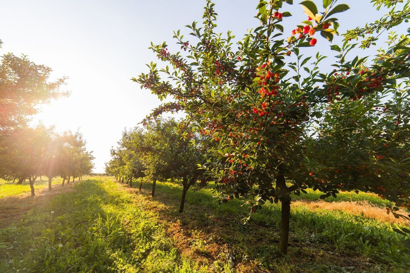 La Red de Asesoramiento en Producción Ecológica de Extremadura, ya es una realidad