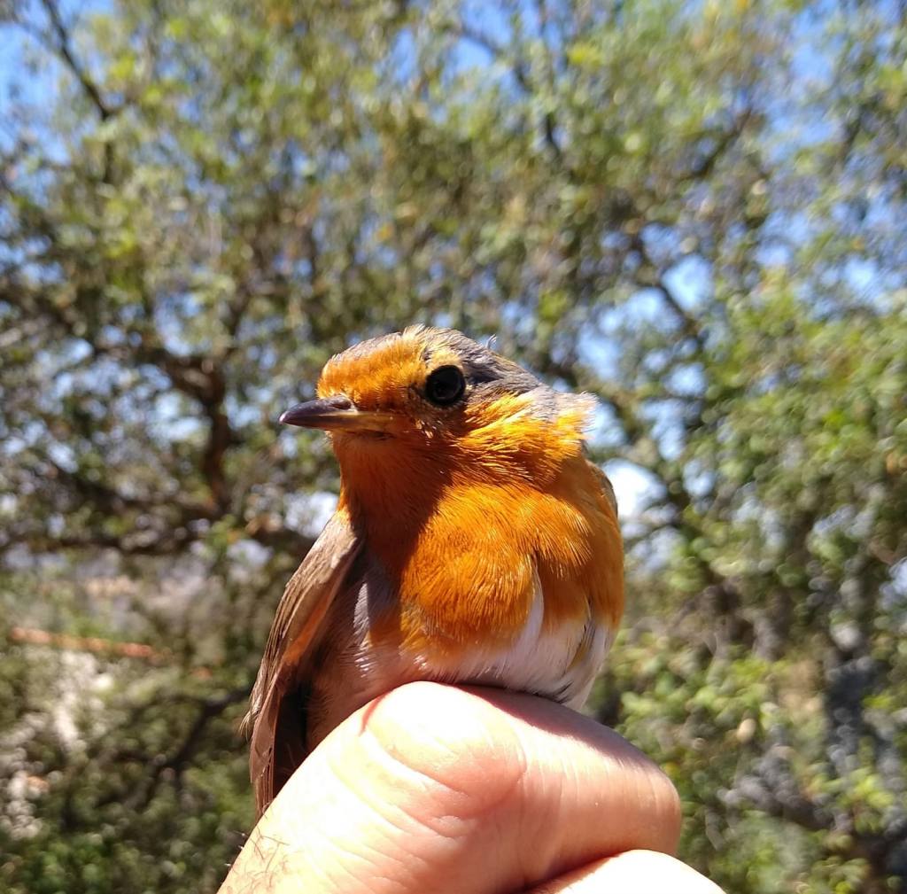 Petirrojo europeo Erithacus rubecula