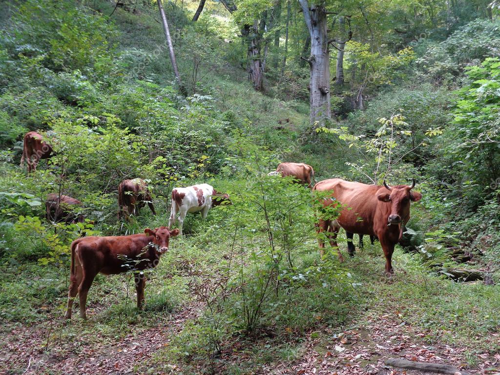 Las vacas bombero son una garantía para reducir el impacto de los incendios forestales en España
