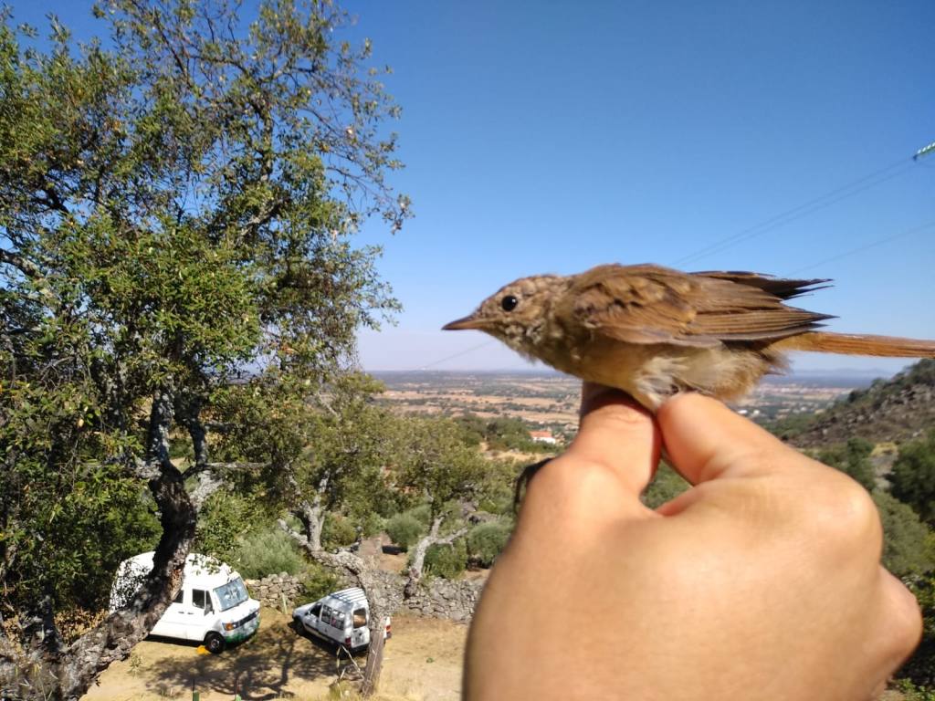 Ruiseñor común Luscinia megarhynchos