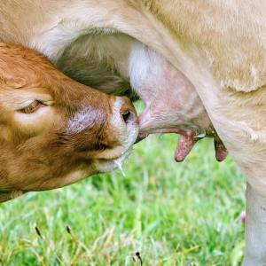 mamando leche