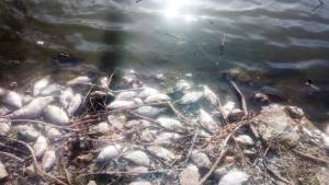 Peces muertos presa Villalba Barros i2