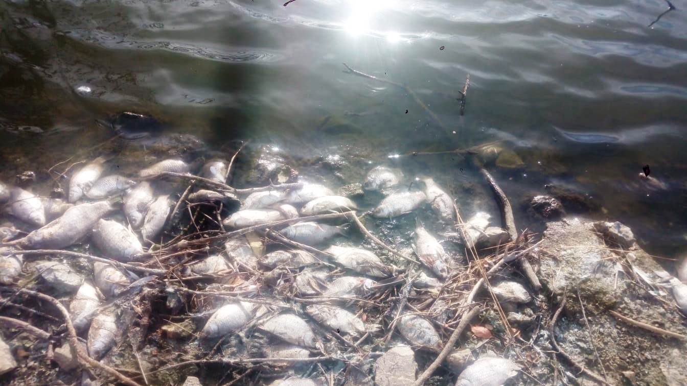 Peces muertos presa Villalba Barros i2