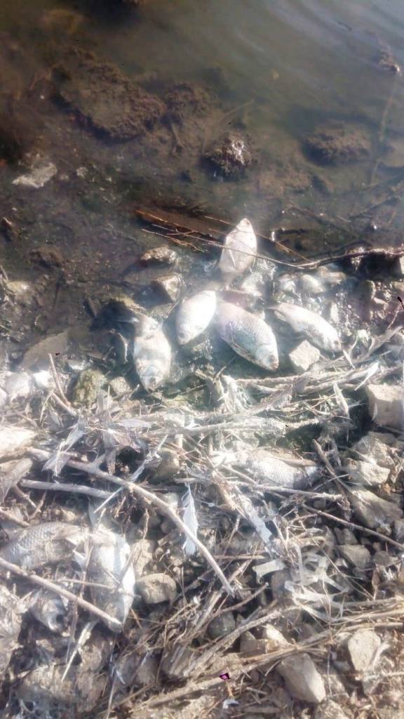 Peces muertos presa Villalba Barros i3