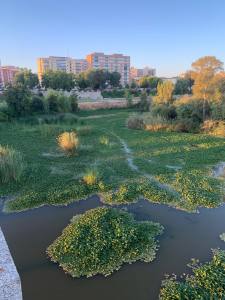 camalote en el guadiana badajoz