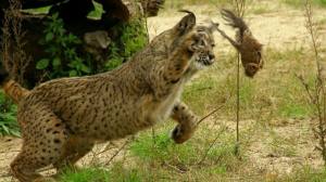 lince ibérico cazando 1440x808