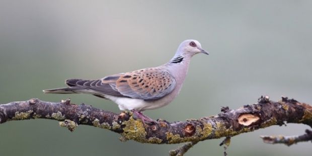 tortola europea