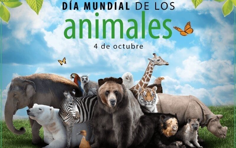 Este viernes, 4 de octubre, Día Mundial del Animal Protegerlos es