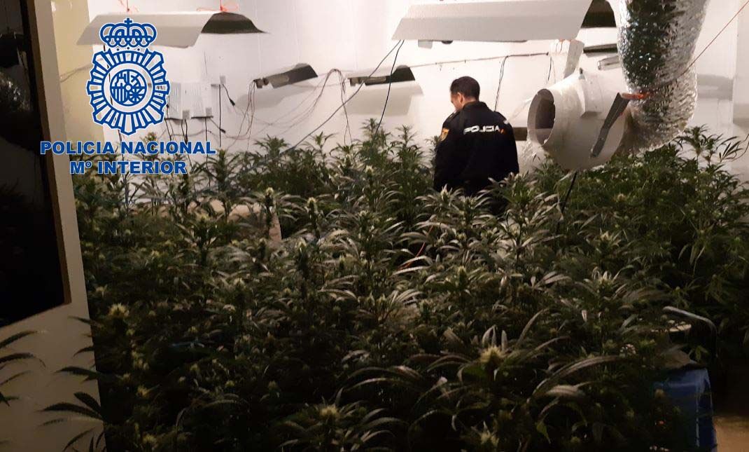 plantas logo