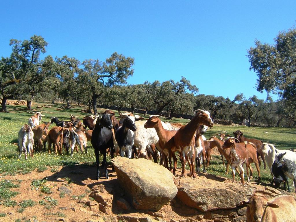 seguro pastos
