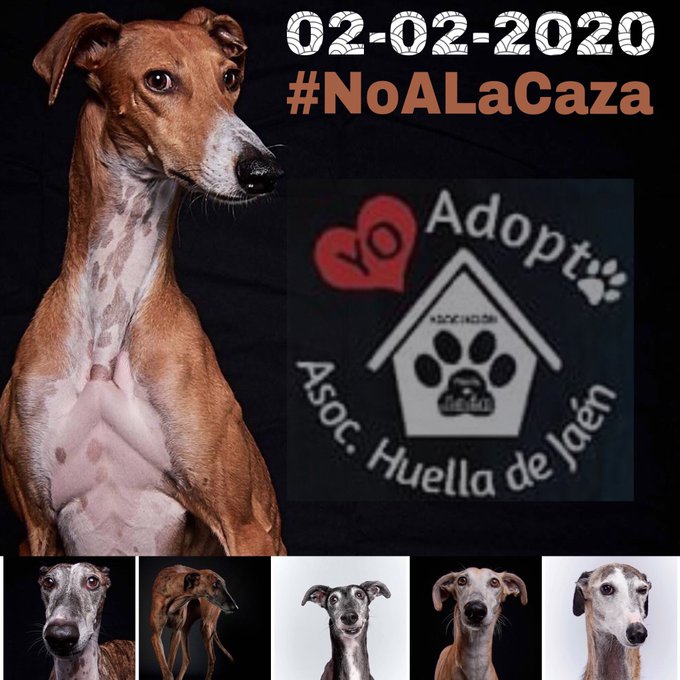 galgo