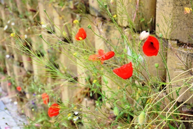 amapolas