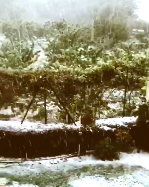 cerezas dañadas granizo