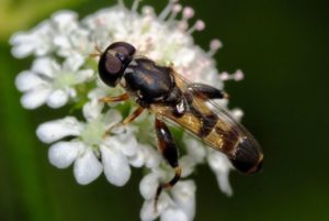 hembra de syritta pipiens. autor guillermo gonzalez bornay