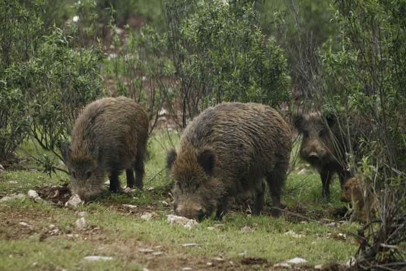 jabalíes extremadura M