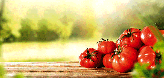 tomates
