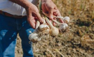 CAMPAÑA DEL AJO ESPAÑOL PRODUCCIÓN