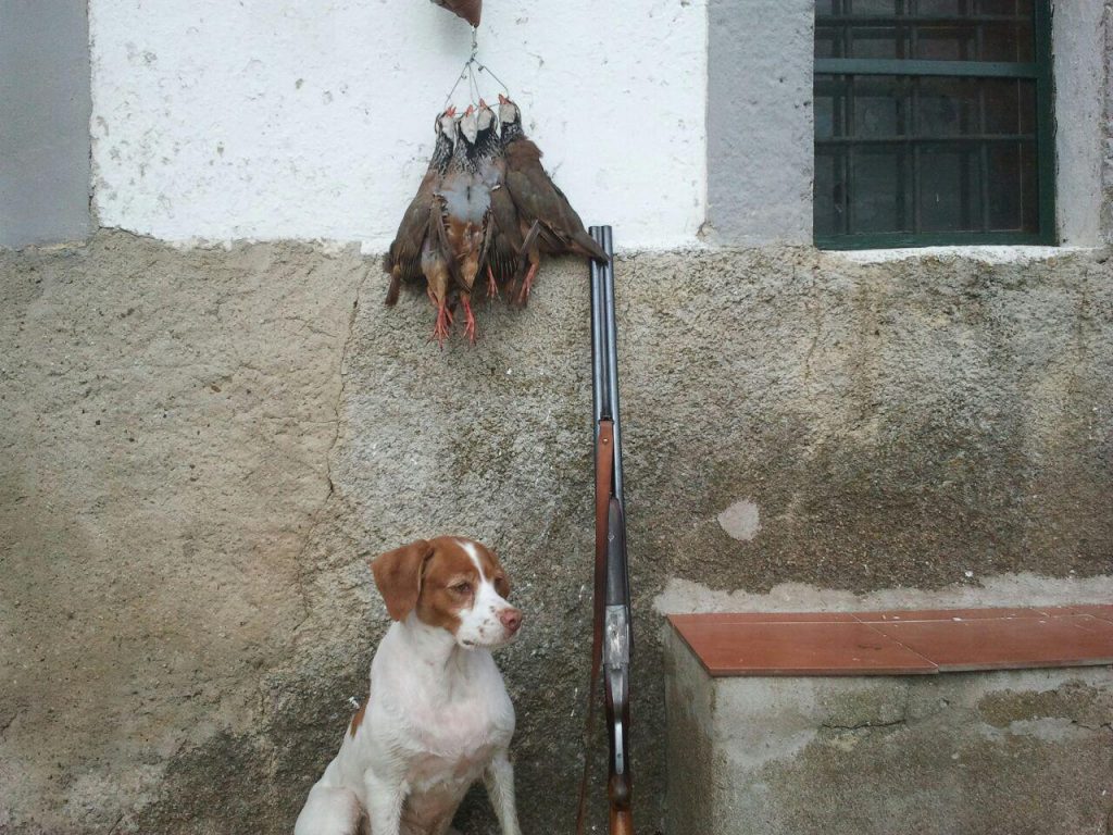 ari foto