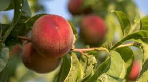 fruta