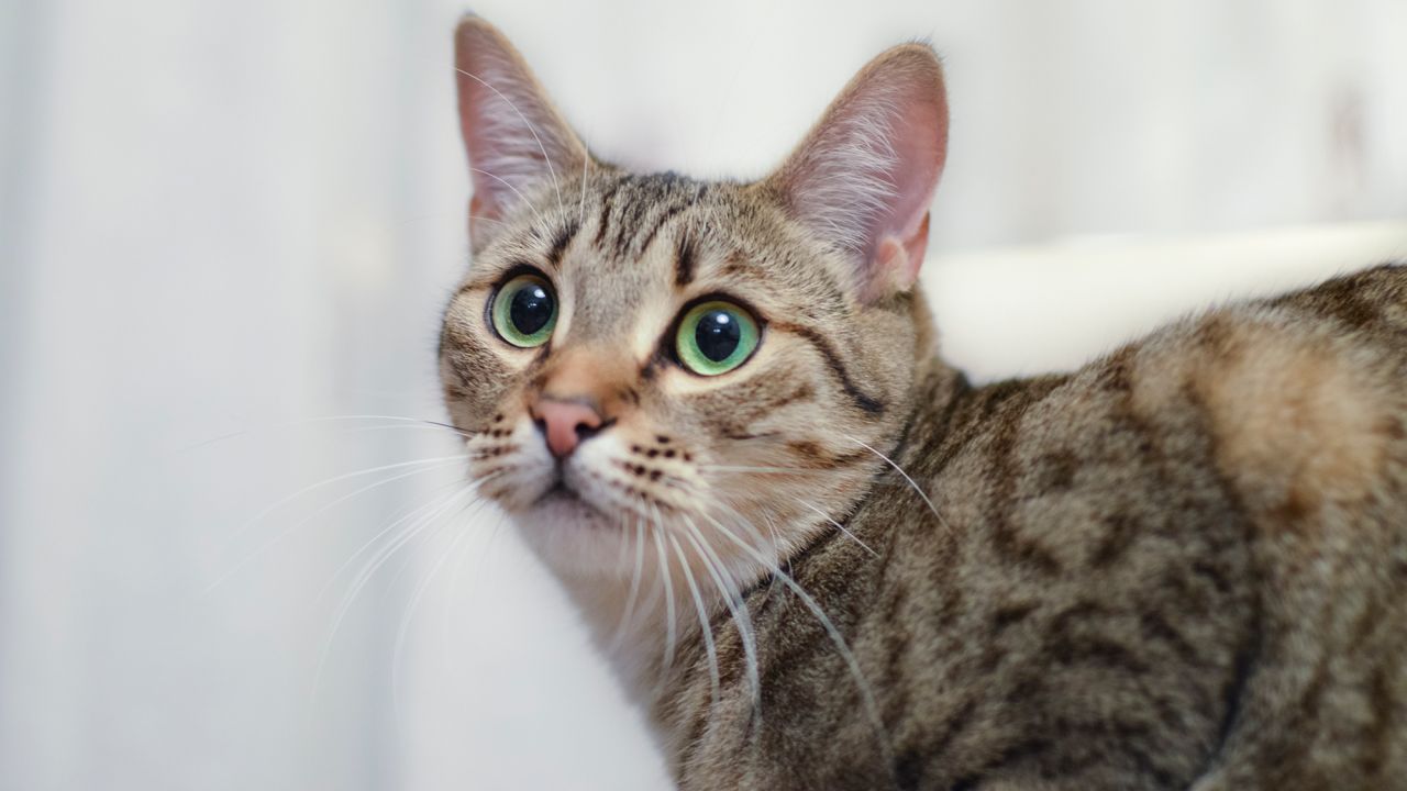 gato