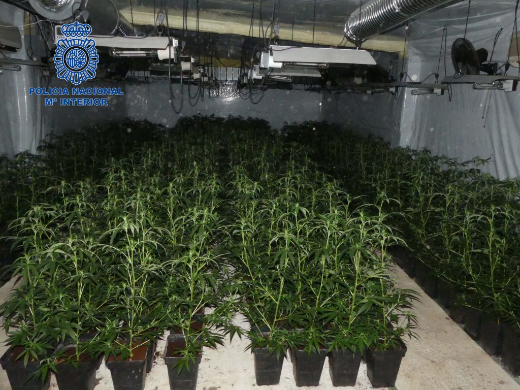 plantacion Don Benito