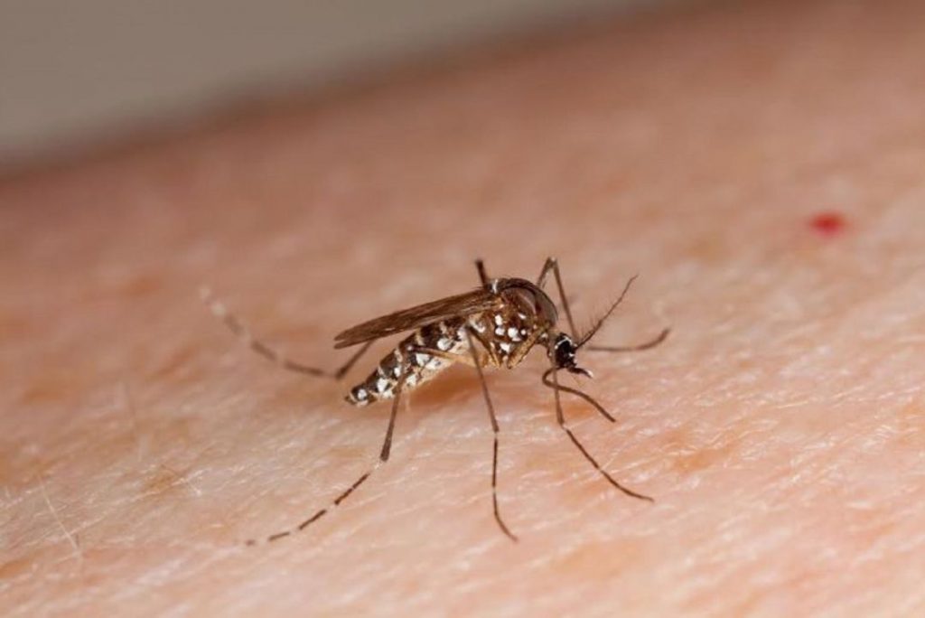 El mosquito tigre duplica su presencia y se expande por toda España este verano MOSQUITO TIGRE