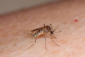 MOSQUITO TIGRE