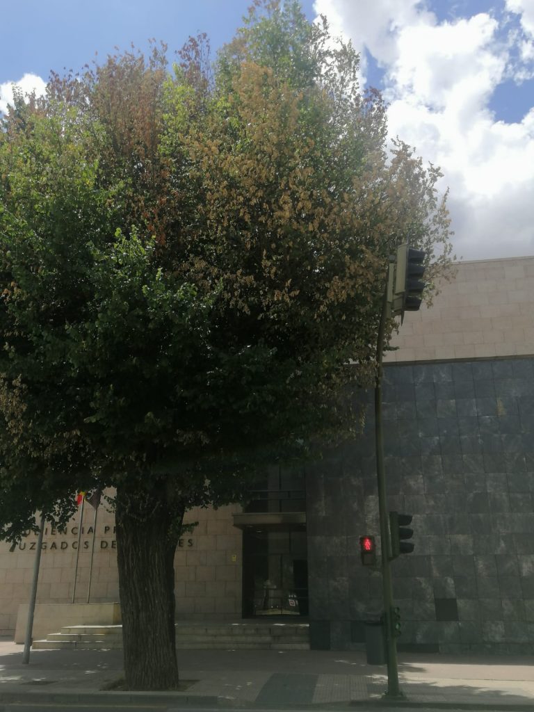 Olmo con grafiosis en la puerta de los juzgados