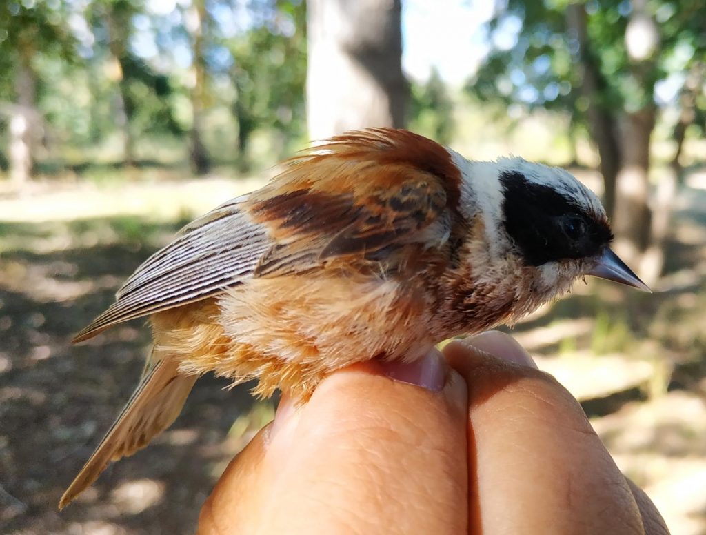 Pájaro moscón