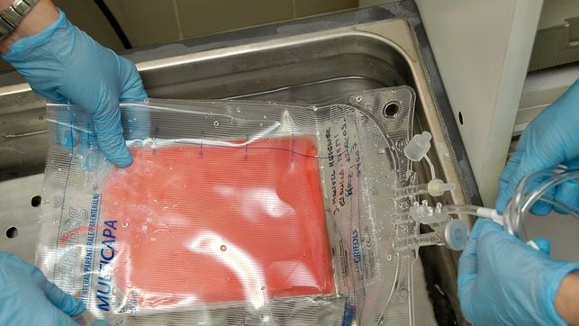 Aumenta un 57 por ciento el número de donantes de médula ósea en 2019 medula osea
