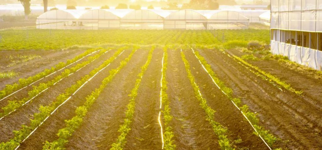 LEADER Extremadura se compromete con los territorios rurales para reducir el impacto de la COVID-19 Plantacion 1