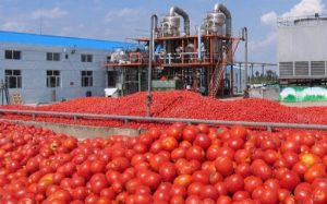 campaña tomate