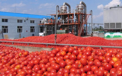 campaña tomate