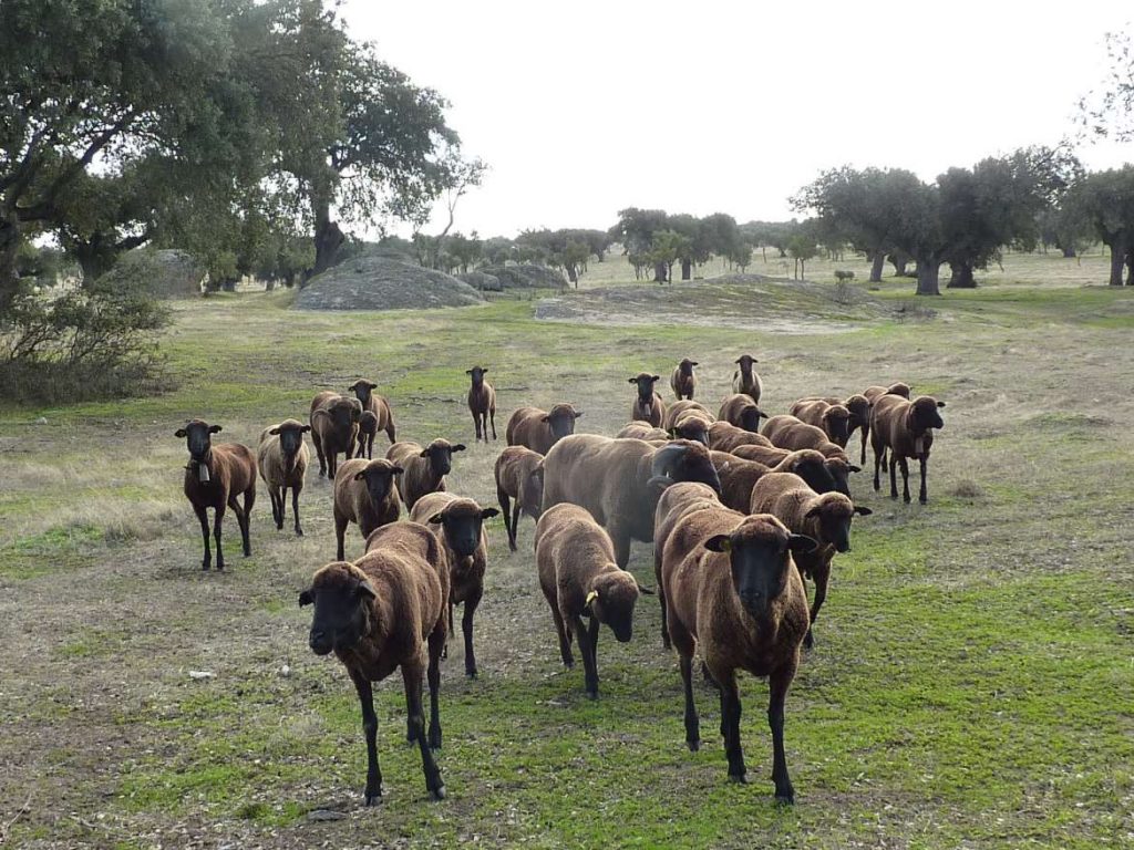 ovejas