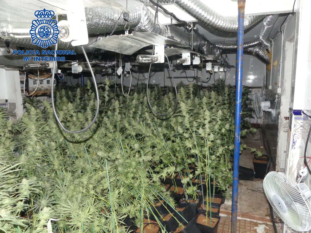 Detenidas 13 personas, 2 de ellas menores de edad, en una plantación “indoor” con 1.000 plantas de marihuana, en D. Benito Don Benito