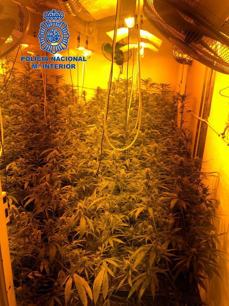 Merida marihuana