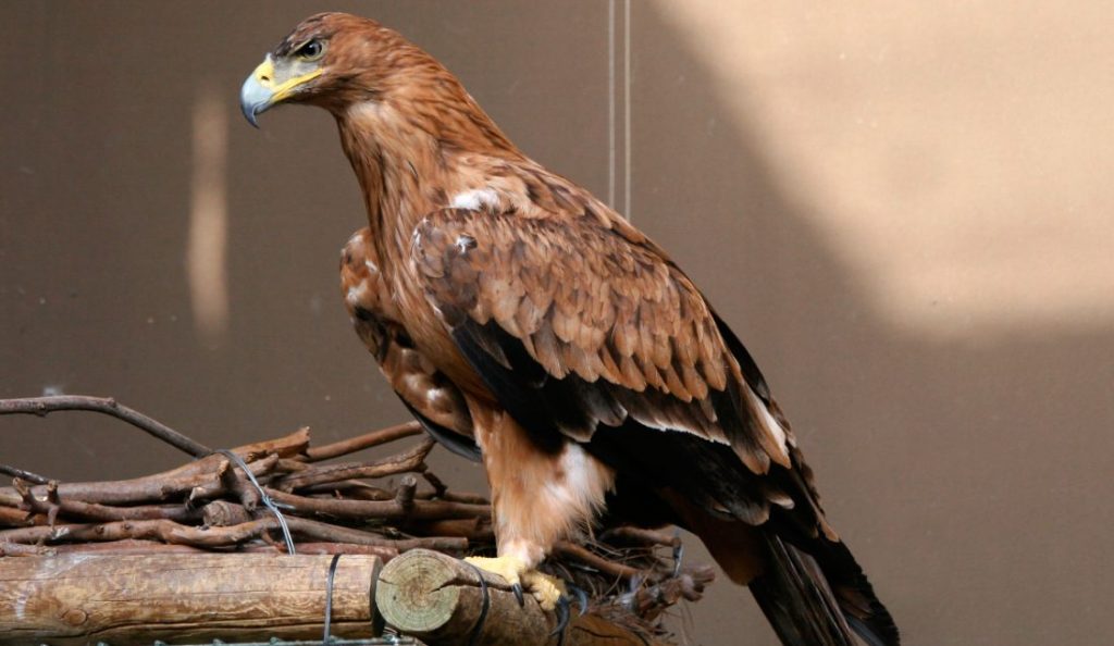 Un ejemplar de águila imperial que sufrió un golpe de calor quedará liberado en Hornachos habitat del aguila imperial iberica