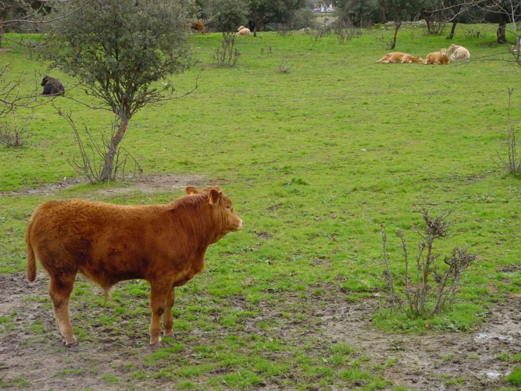 Se le concede a la marca Vaca de Extremadura la protección nacional transitoria como IGP vacas de extremadura