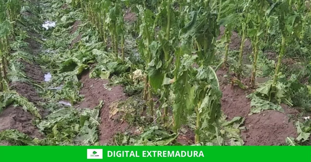 Asaja Extremadura alerta de que una tormenta de granizo arruina la cosecha de tabaco en plena campaña de recogida