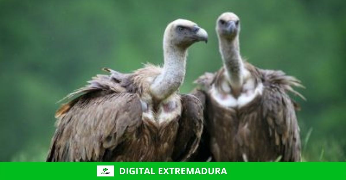Día Internacional de los Buitres