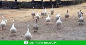 El Santuario Plumas de Cáceres pide ayuda para ampliar los establos de los animales que allí habitan