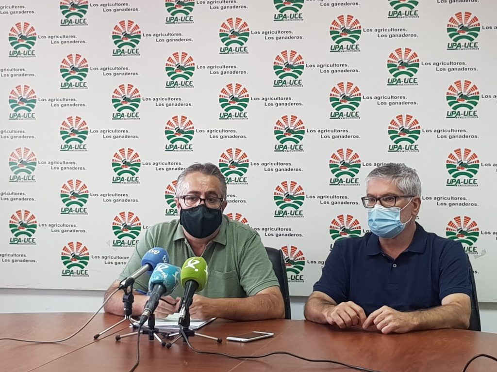 UPA-UCE alerta de que los productores de tomate sufrirán graves pérdidas por los bajos precios y la caída de la producción Huertas Cruz