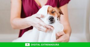 Digital Extremadura La vuelta al cole de los perros felices consejos para un correcto regreso a la rutina