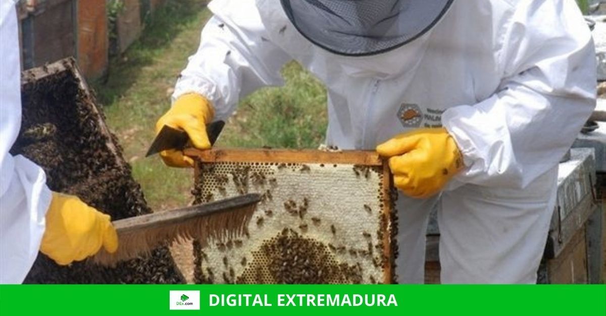 Unión de Uniones estima una cosecha de miel un 50% inferior a la de otros años