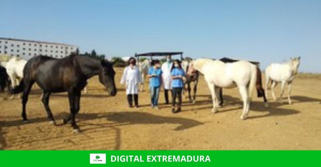 Convocadas ayudas para mejorar infraestructuras del sector equino, dotada con 300.000 euros caballos